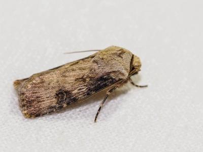 Noctuelle des Renouées (La) Agrotis puta (Hübner, 1803)