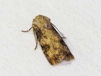 Noctuelle des Renouées (La) Agrotis puta (Hübner, 1803)