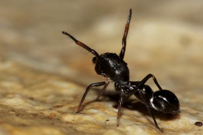  Leptorchestes peresi (Simon, 1868)