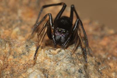  Leptorchestes peresi (Simon, 1868)