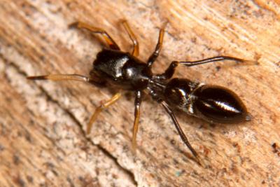  Leptorchestes peresi (Simon, 1868)