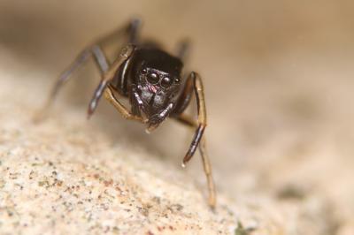  Leptorchestes peresi (Simon, 1868)