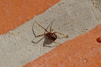  Steatoda triangulosa (Walckenaer, 1802)