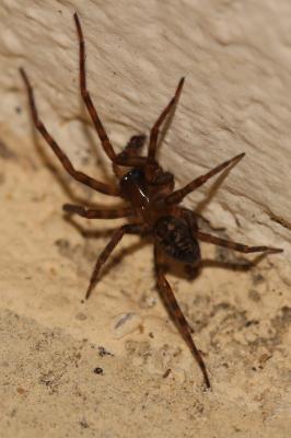  Amaurobius C. L. Koch, 1837