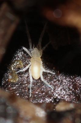  Rhagidiidae 