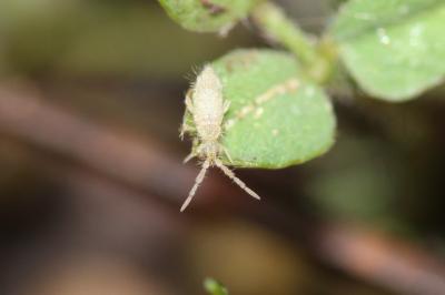  Entomobrya Rondani, 1861