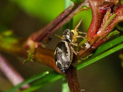 Saltique cuivré Heliophanus cupreus (Walckenaer, 1802)