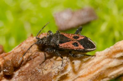 Lasiocoris anomalus (Kolenati, 1845)