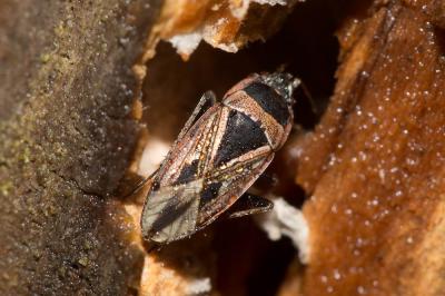  Xanthochilus quadratus (Fabricius, 1798)