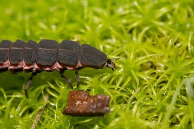 Ver luisant, Lampyre Lampyris noctiluca (Linnaeus, 1758)