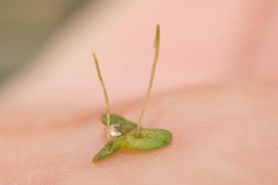 Petite lentille d'eau Lemna minor L., 1753