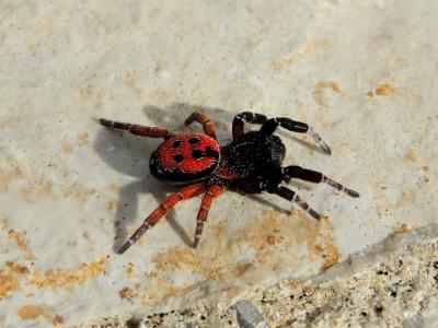 Érèse coccinelle Eresus kollari Rossi, 1846