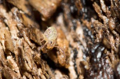  Dicyrtomina minuta (O. Fabricius, 1783)