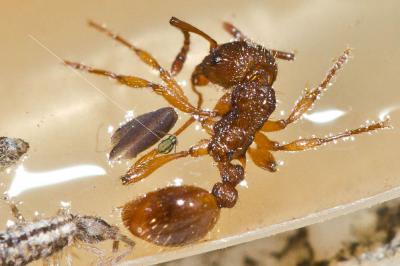  Sminthurinus elegans (Fitch, 1863)