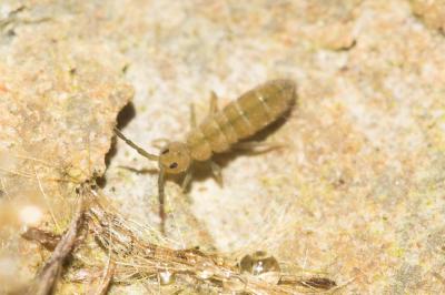  Isotomurus graminis (Fjellberg, 2007)