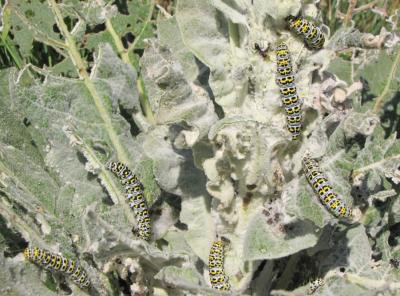 Brèche (La) Shargacucullia verbasci (Linnaeus, 1758)