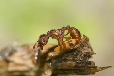  Myrmica sabuleti Meinert, 1861