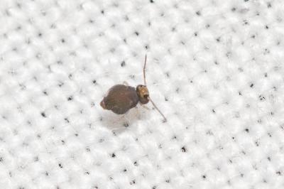  Bourletiella hortensis (Fitch, 1863)