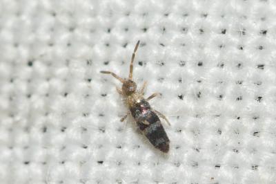  Willowsia platani (Nicolet, 1842)