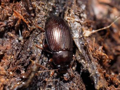  Nalassus laevioctostriatus (Goeze, 1777)