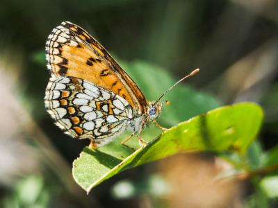 Mélitée du Mélampyre (La), Damier Athalie (Le) Melitaea athalia (Rottemburg, 1775)
