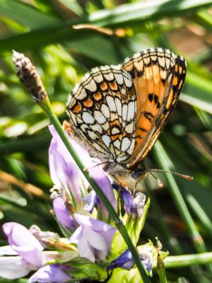 Mélitée du Mélampyre (La), Damier Athalie (Le) Melitaea athalia (Rottemburg, 1775)