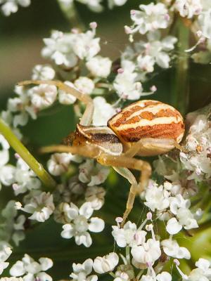 Thomise rayé Runcinia grammica (C.L. Koch, 1837)
