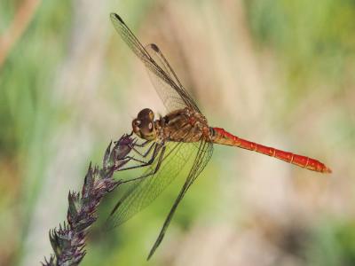 Sympétrum méridional (Le) Sympetrum meridionale (Selys, 1841)