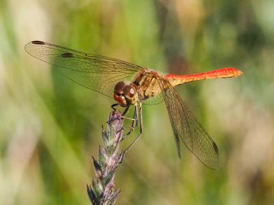 Sympétrum méridional (Le) Sympetrum meridionale (Selys, 1841)