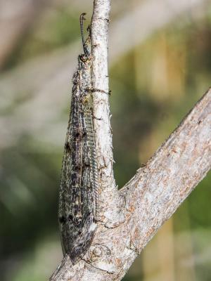 Fourmillion longicorne Distoleon tetragrammicus (Fabricius, 1798)