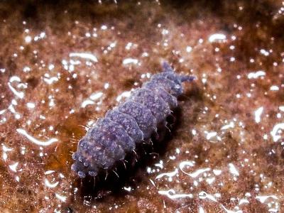  Neanura muscorum (Templeton, 1835)