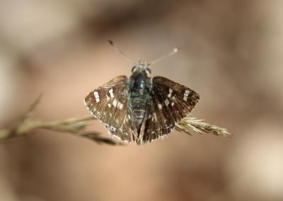 Hespérie de l'Herbe-au-vent (L') Sloperia proto (Ochsenheimer, 1808)