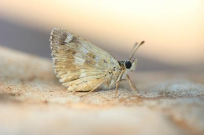 Hespérie de l'Herbe-au-vent (L') Sloperia proto (Ochsenheimer, 1808)