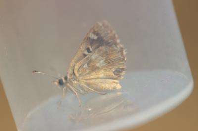 Hespérie de l'Herbe-au-vent (L') Sloperia proto (Ochsenheimer, 1808)