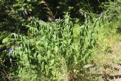 Gentiane asclépiade, Gentiane à feuilles d'Asclépi Gentiana asclepiadea L., 1753
