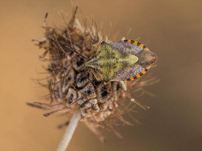  Carpocoris pudicus (Poda, 1761)