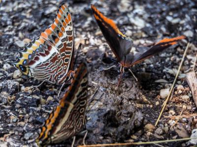 Nymphale de l'Arbousier (La), Jason (Le), Pacha à  Charaxes jasius (Linnaeus, 1767)