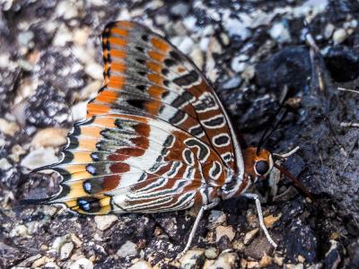 Nymphale de l'Arbousier (La), Jason (Le), Pacha à  Charaxes jasius (Linnaeus, 1767)