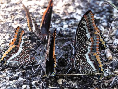 Nymphale de l'Arbousier (La), Jason (Le), Pacha à  Charaxes jasius (Linnaeus, 1767)