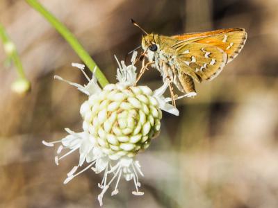 Virgule (La), Comma (Le) Hesperia comma (Linnaeus, 1758)