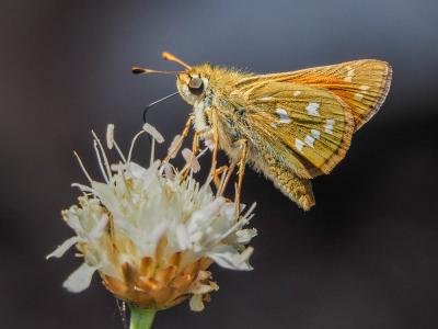 Virgule (La), Comma (Le) Hesperia comma (Linnaeus, 1758)