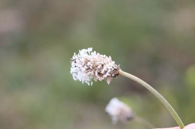 Plantain argenté Plantago argentea Chaix, 1785