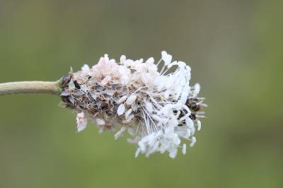 Plantain argenté Plantago argentea Chaix, 1785