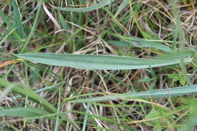 Plantain argenté Plantago argentea Chaix, 1785