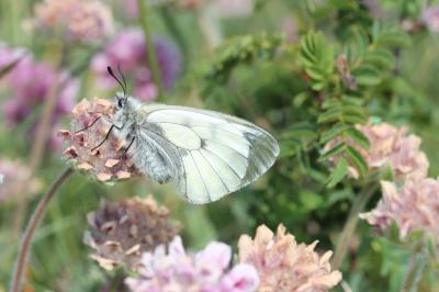 Semi-Apollon (Le) Parnassius mnemosyne (Linnaeus, 1758)