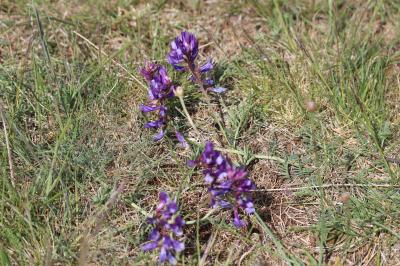 Vesce fausse esparcette, Vesce faux Sainfoin Vicia onobrychioides L., 1753