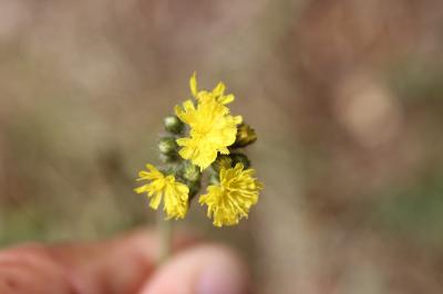 Piloselle en cyme Pilosella cymosa (L.) F.W.Schultz & Sch.Bip., 1862