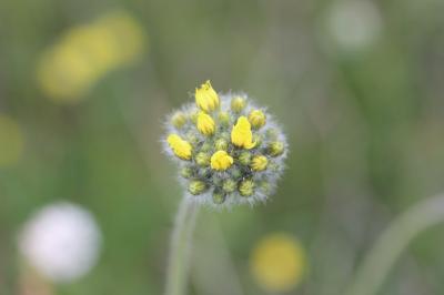 Piloselle en cyme Pilosella cymosa (L.) F.W.Schultz & Sch.Bip., 1862