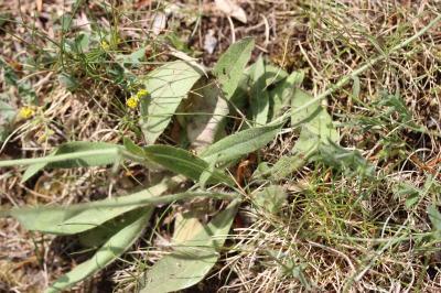 Piloselle en cyme Pilosella cymosa (L.) F.W.Schultz & Sch.Bip., 1862