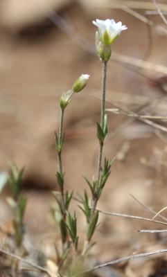 Céraiste suffrutescent Cerastium arvense subsp. suffruticosum (L.) Ces., 1844